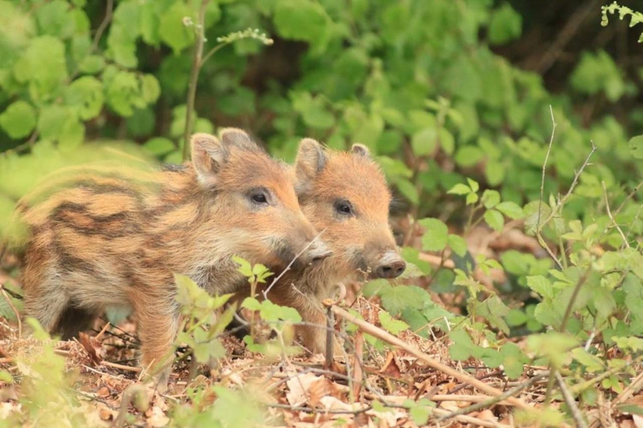 Willa La Chouette Au Bouleau Hargnies Zewnętrze zdjęcie