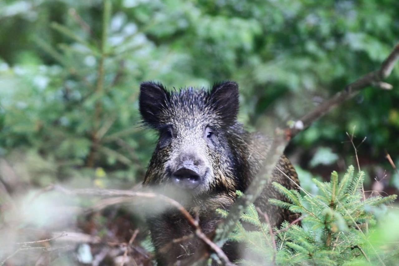 Willa La Chouette Au Bouleau Hargnies Zewnętrze zdjęcie